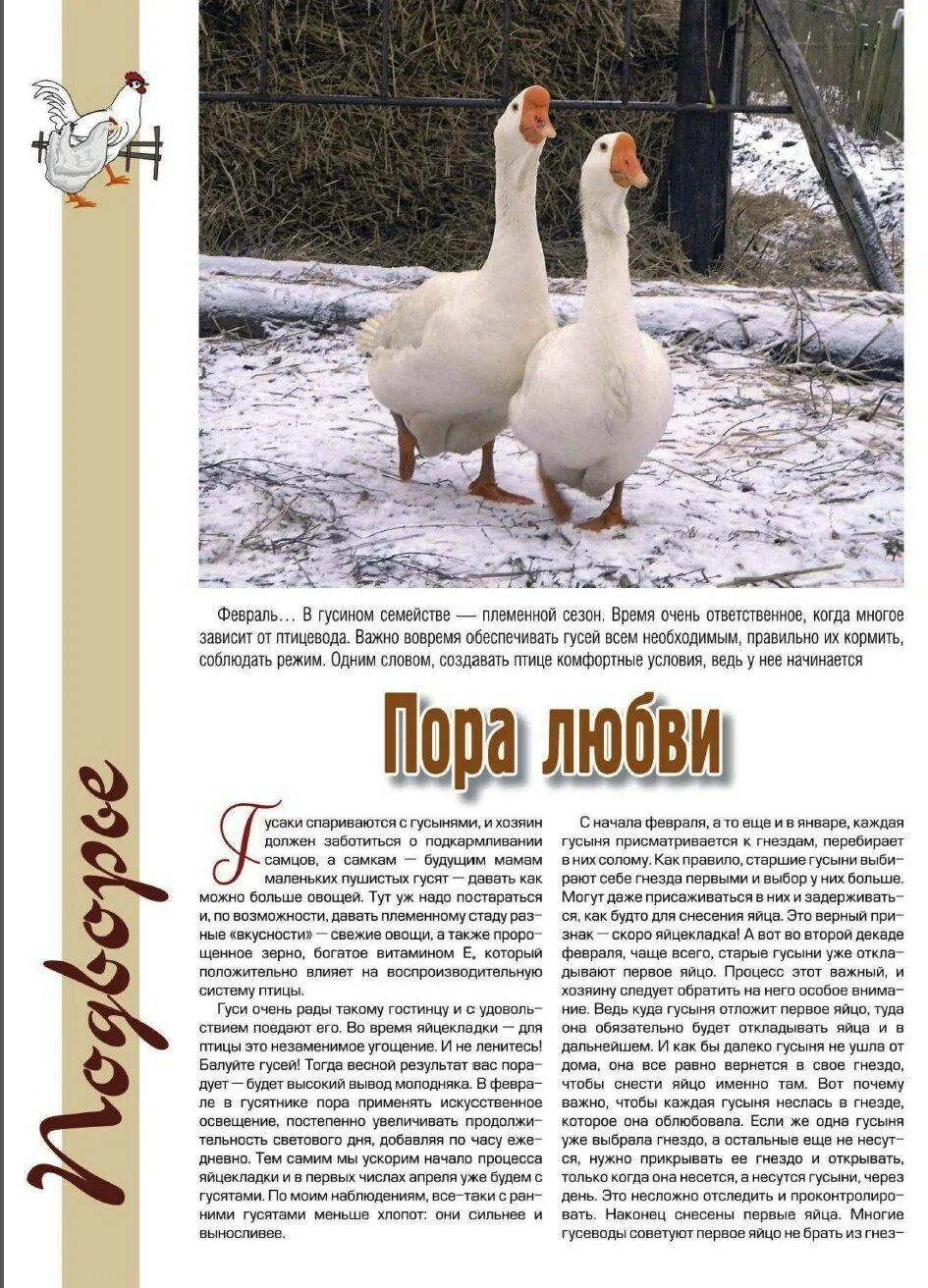 рост гуся домашнего. гуси породы 3 месяца. гусь несется. в каком возрасте начинают нестись гуси. первое яйцо гусыни.