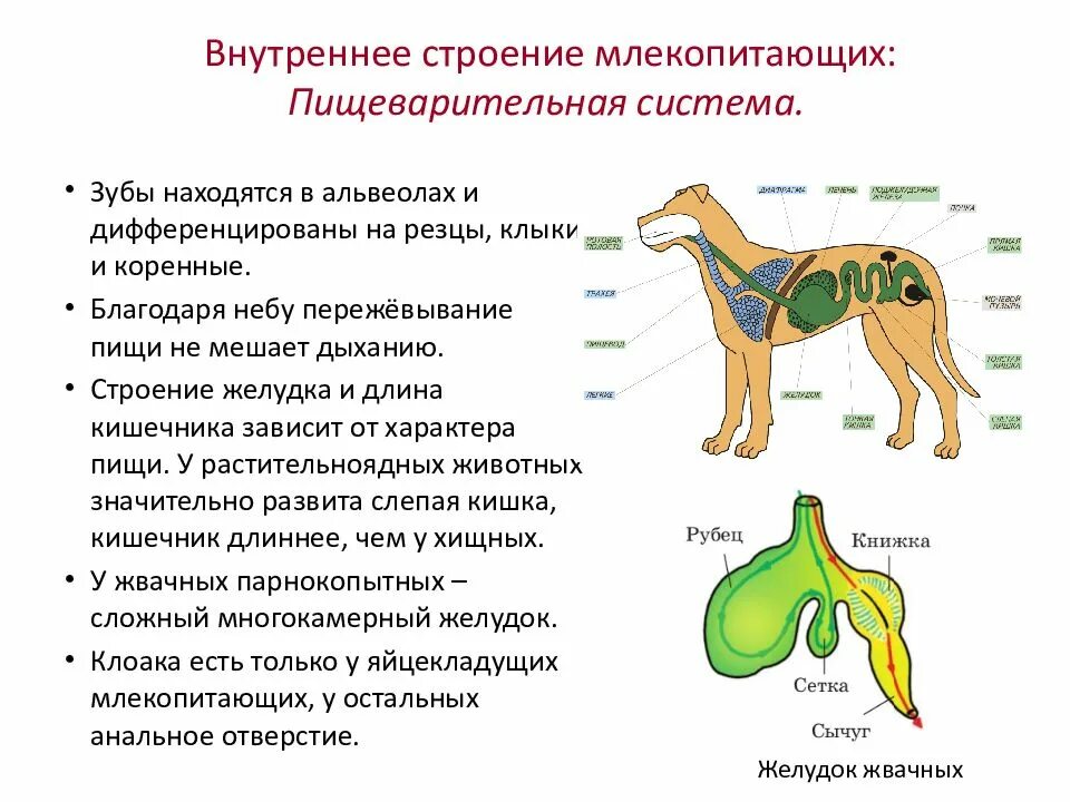 Нервная система млекопитающих 8 класс. Внутреннее строение млекопитающих 8 класс. Пищеварительная система млекопитающих 8 класс. Пищеварительная система млекопитающих 7 класс биология. Внутренняя система млекопитающих 7 класс.