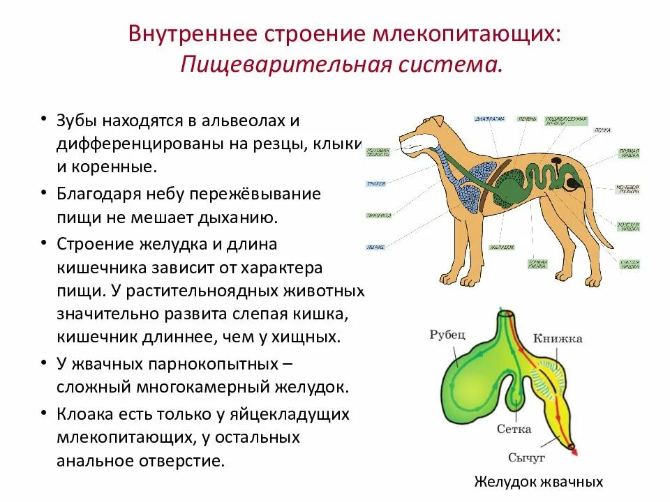 Пищеварительная система млекопитающих органы и функции. Внутреннее строение млекопитающих 8 класс биология. пищеварительная система млекопитающих 8 класс. пищеварительная система млекопитающих схема биология 7 класс. внутренняя система млекопитающих 7 класс.
