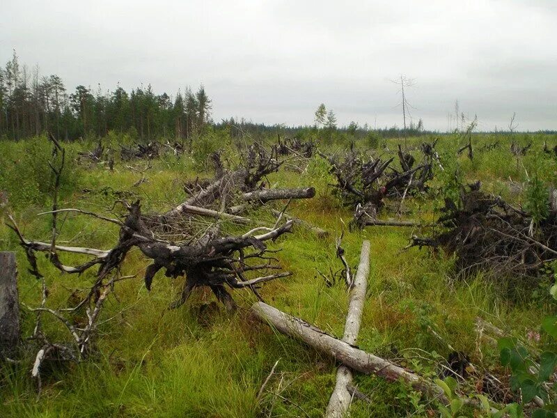 хлебное болото лейпясуо. лейпясуо хлебное болото останки. хлебное болото. хлебное болото. хлебное болото лейпясуо раскопки.