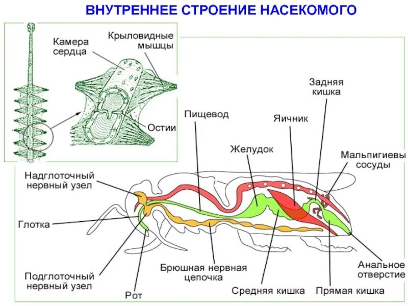 Кровообращение у насекомых. Пищеварительная и выделительная система насекомых. Строение пищеварительной системы насекомых. Внутреннее строение насекомых 7 класс биология. Схема внутреннего строения насекомого.