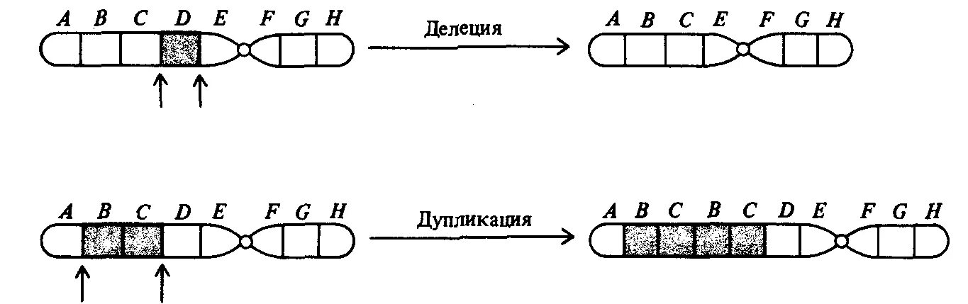 Схема дупликации хромосом. Хромосомные мутации делеция. Делеция Гена схема. Делеция хромосом схема. Хромосомные удвоение участка хромосомы