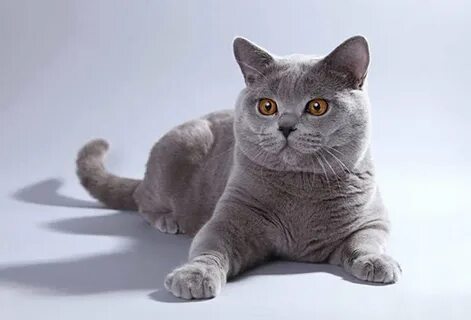 Британская короткошерстная кошка характер