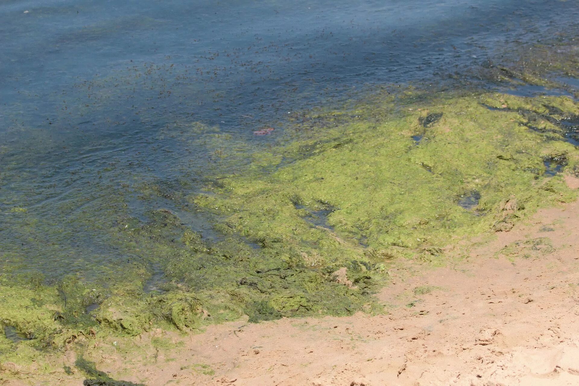 Водоросли в анапе. Цветение водорослей в Анапе. Черное море цветет Анапа. Цветение моря в Анапе. В Анапе зацвело море.