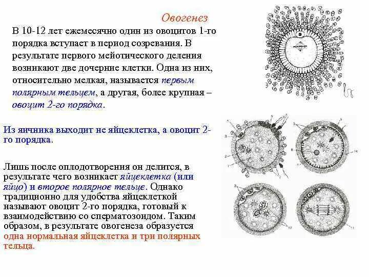 Овоциты первого порядка формула. Овоцит 1 порядка овоцит 2 порядка. Овогенез 1 овоцит. Формируется овоцит первого порядка. Каким номером на схеме обозначена полярная тельцы