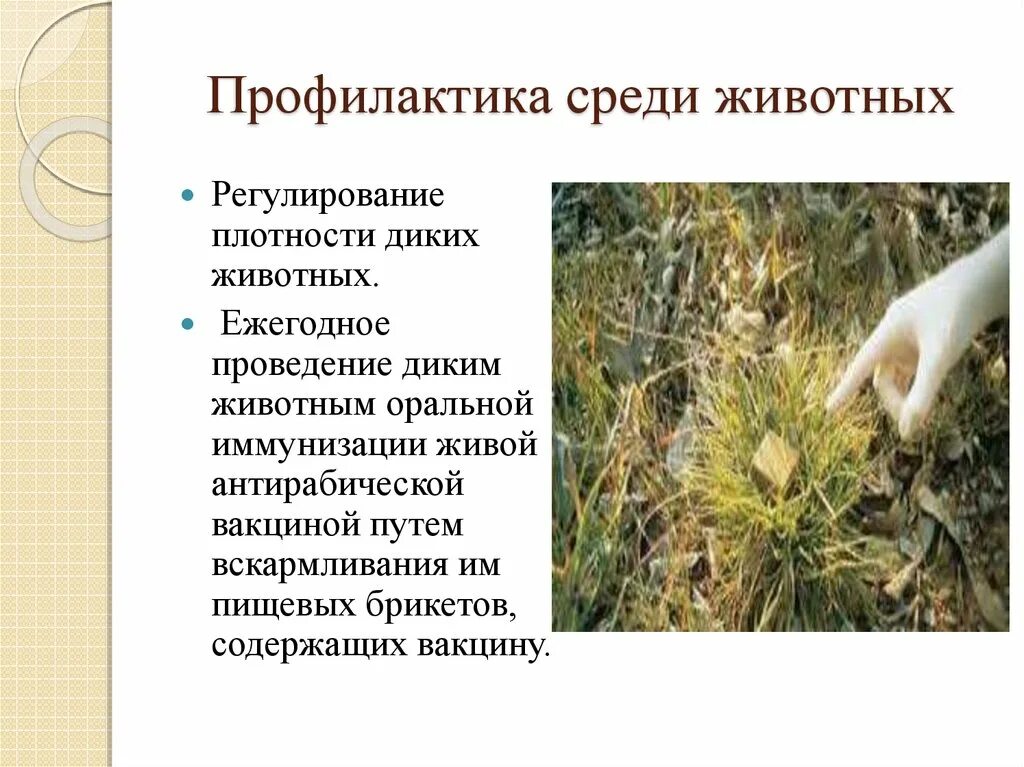 Почему жизнедеятельность животных регулируется путем. Среди животных наиболее распространены. аномалии среди животных. памятка по предупреждению бешенства среди животных.