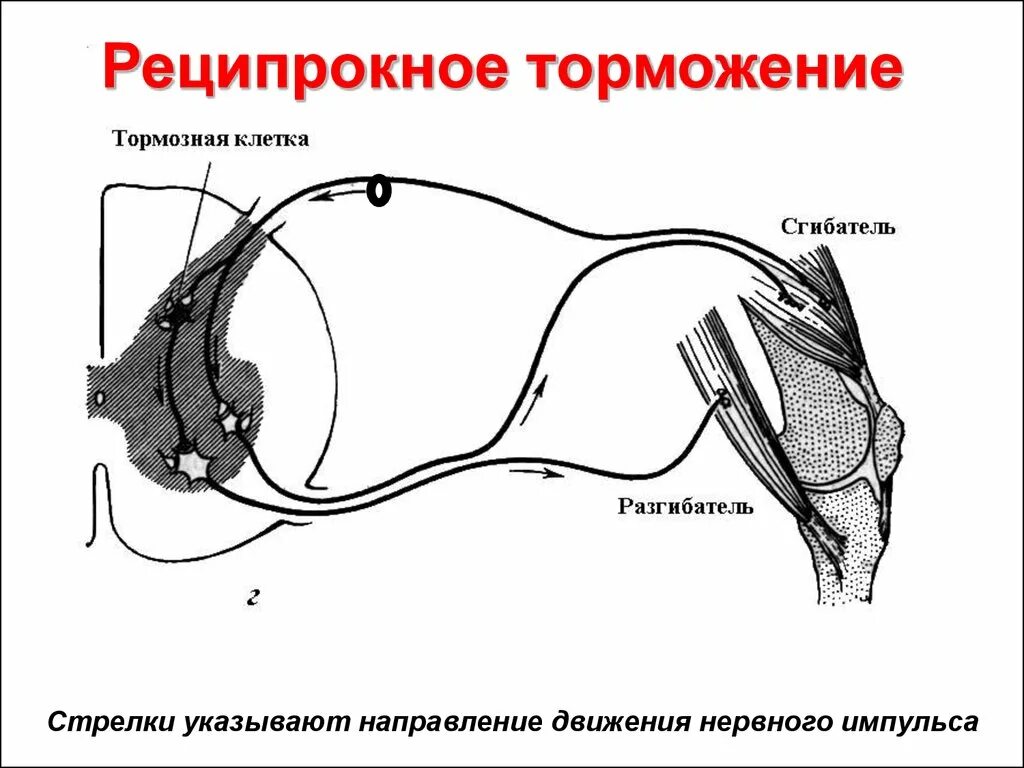 Схема сопряженного торможения. Рефлекторная дуга реципрокного торможения. Реципрокное торможение физиология схема. Нейронная схема реципрокного торможения.