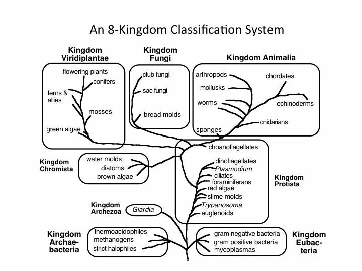 Classification system