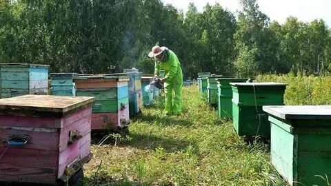 Пчелы тамбовская область