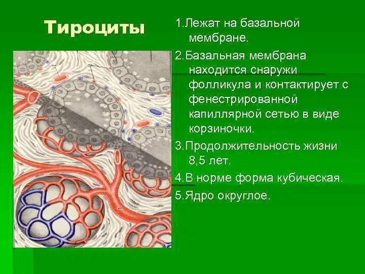 Базальная мембрана фолликула. Тироциты. Тироцит строение. Секреторный цикл тироцитов. Фолликул тироцита