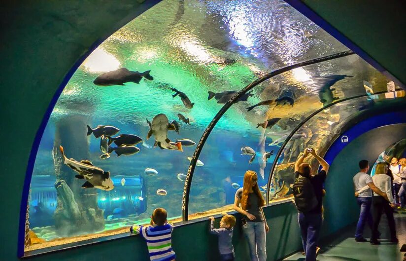 Океанариум москвариум. Москвариум парк юрского периода. Вднх павильон океанариум. Океанариум на вднх москвариум. Океанариум москва билеты.