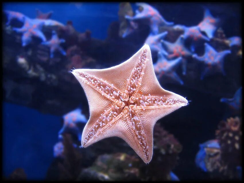 Морская звезда живая. Морская звезда. Морская звезда под водой. Симметрияморскпя звезда.