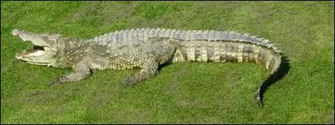 Телехикаялардағы жалаңаш актерлер жалған порно фото