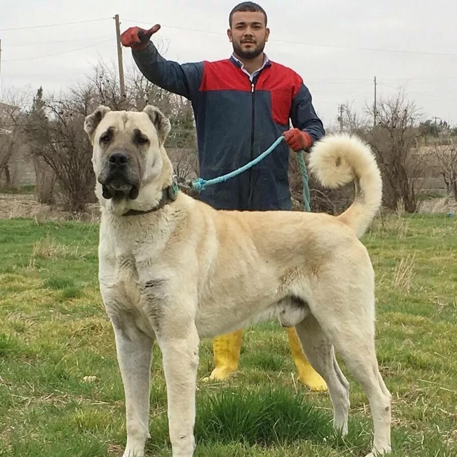 Kangal Özellikleri: Kangal, Karabaş da denilen Türkiye de yetiştirilmekte olan b