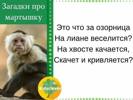 Ответы на вопросы про обезьянку 3 класс