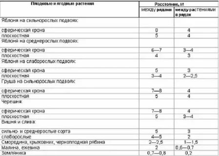 Расстояние между яблонями