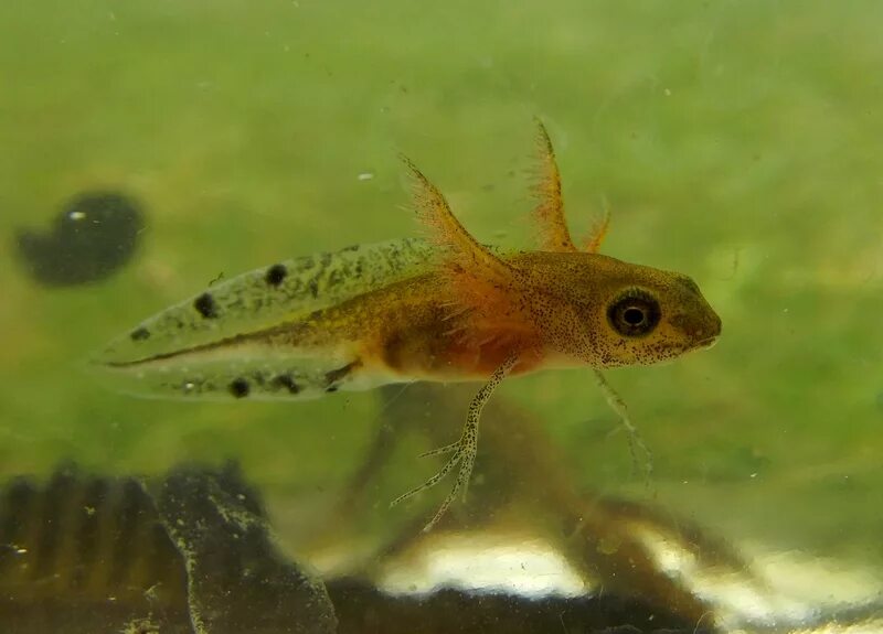 Обыкновенный тритон личинка. Обыкновенный тритон личинка. Икра гребенчатого тритона. Обыкновенный тритон личинка. Гребенчатый тритон личинка.