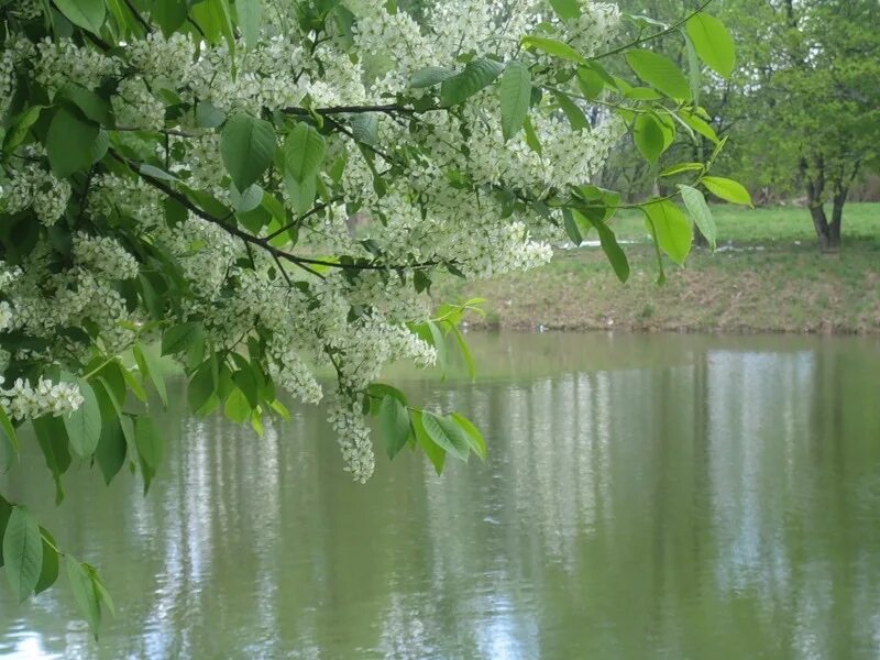 Цветет черемуха в поле у ручья песня. Черемуха куст. черёмуха душистая дерево. черемуха магалебская (padus mahaleb). черемуха лесная.
