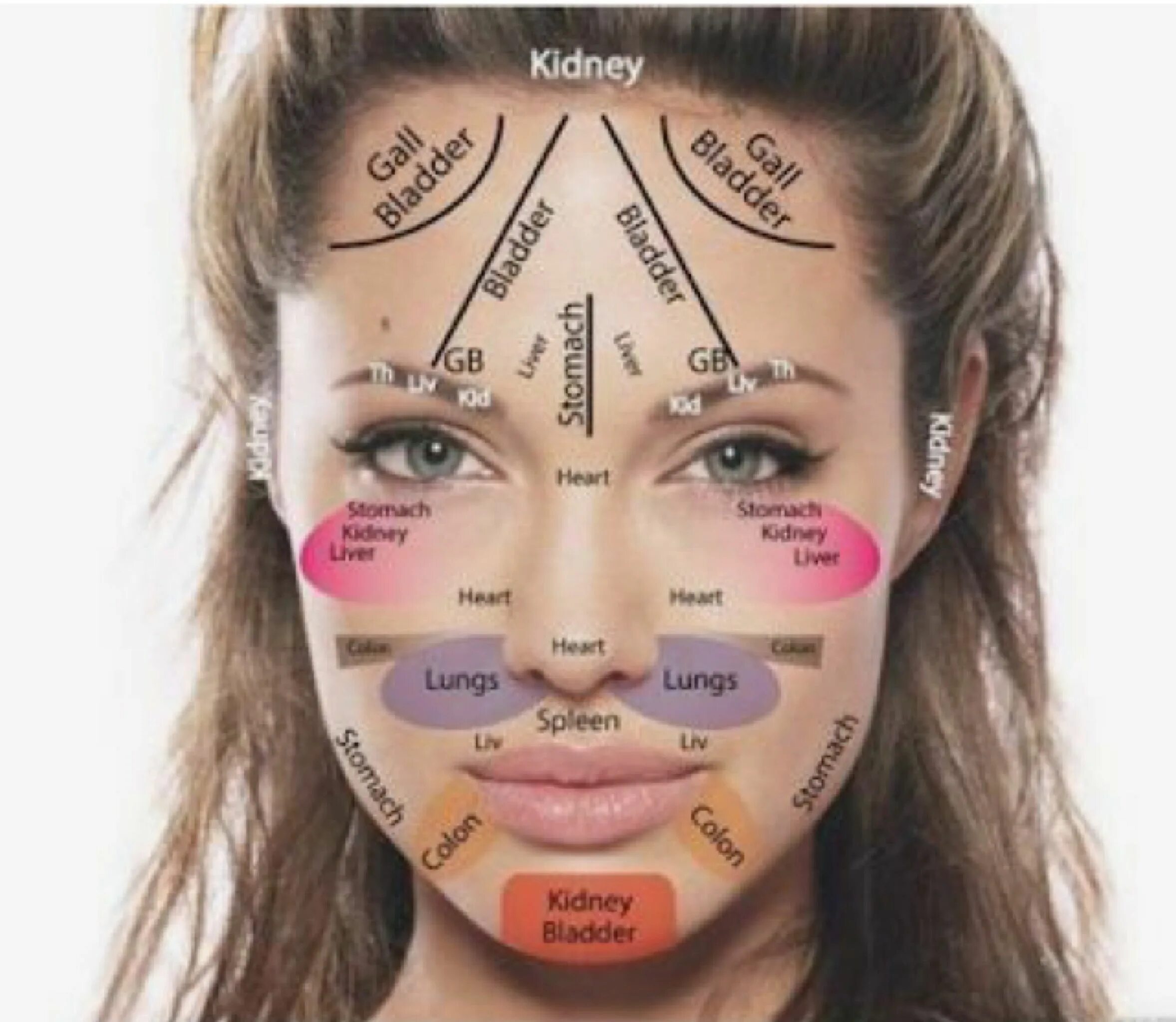 Зоны лица и внутренние органы. Зоны прыщей на лице. Прыщи на лице по зонам. Зоны органов на лице. Прыщи на лбу какой орган у женщин