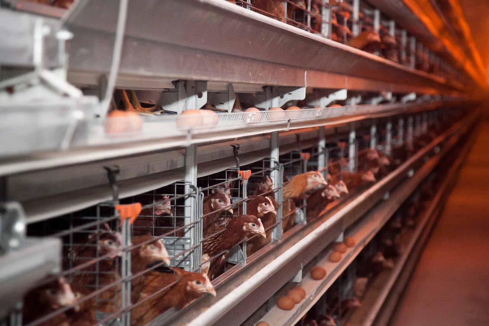 Николаевская птицефабрика. Городищенская птицефабрика. Городищенская птицефабрика. Слоганы для птицефабрики. Городищенская птицефабрика яйцо.