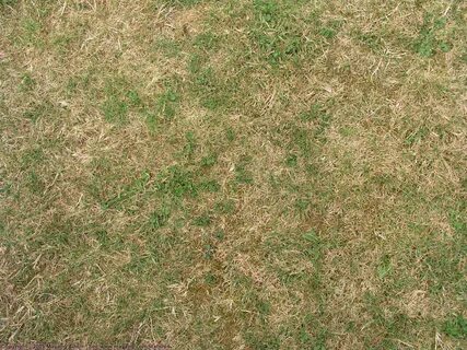 Grass на русском