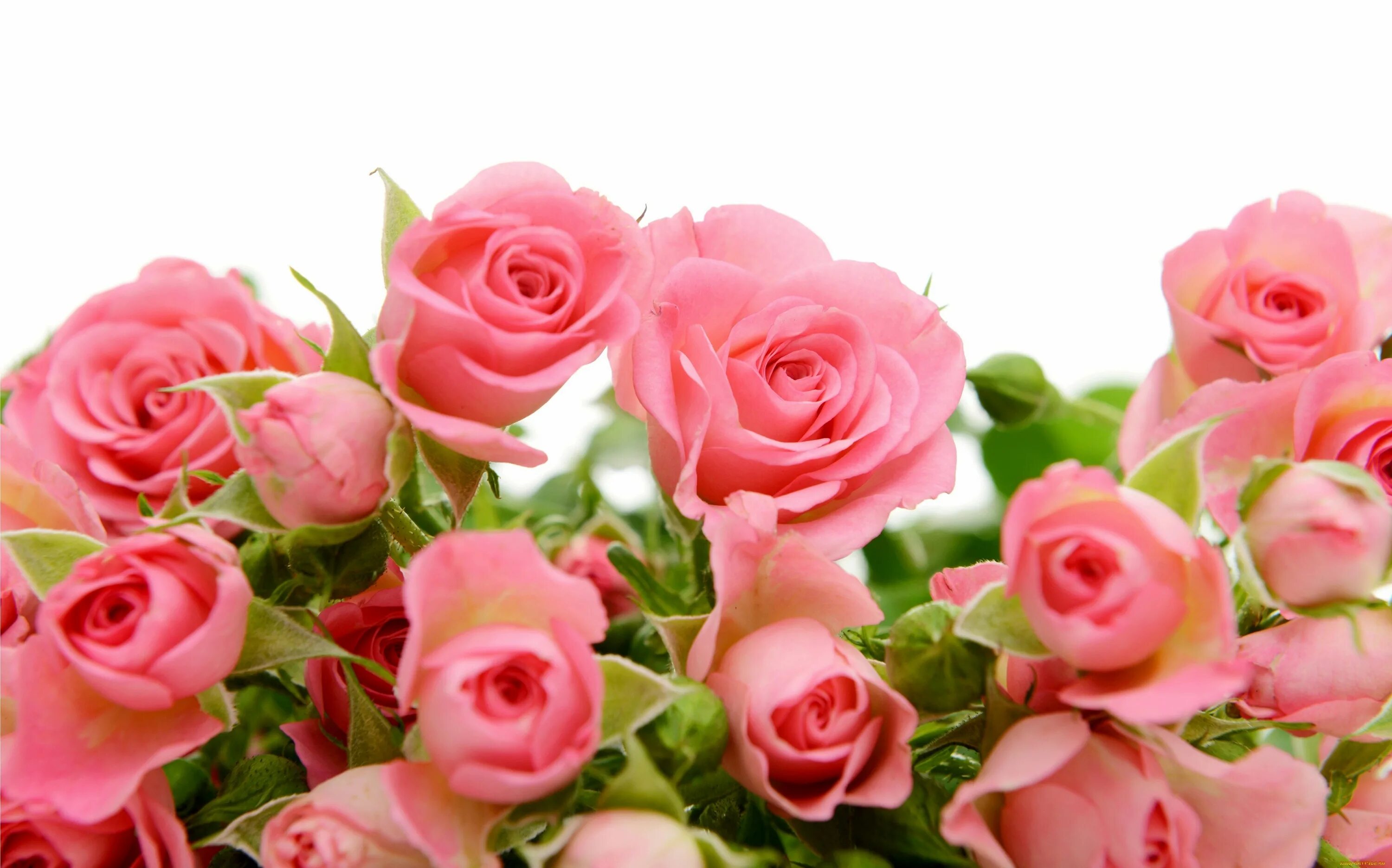 Открытка без слов с днем рождения женщине. Светло розовые розы. Открытки с розами.