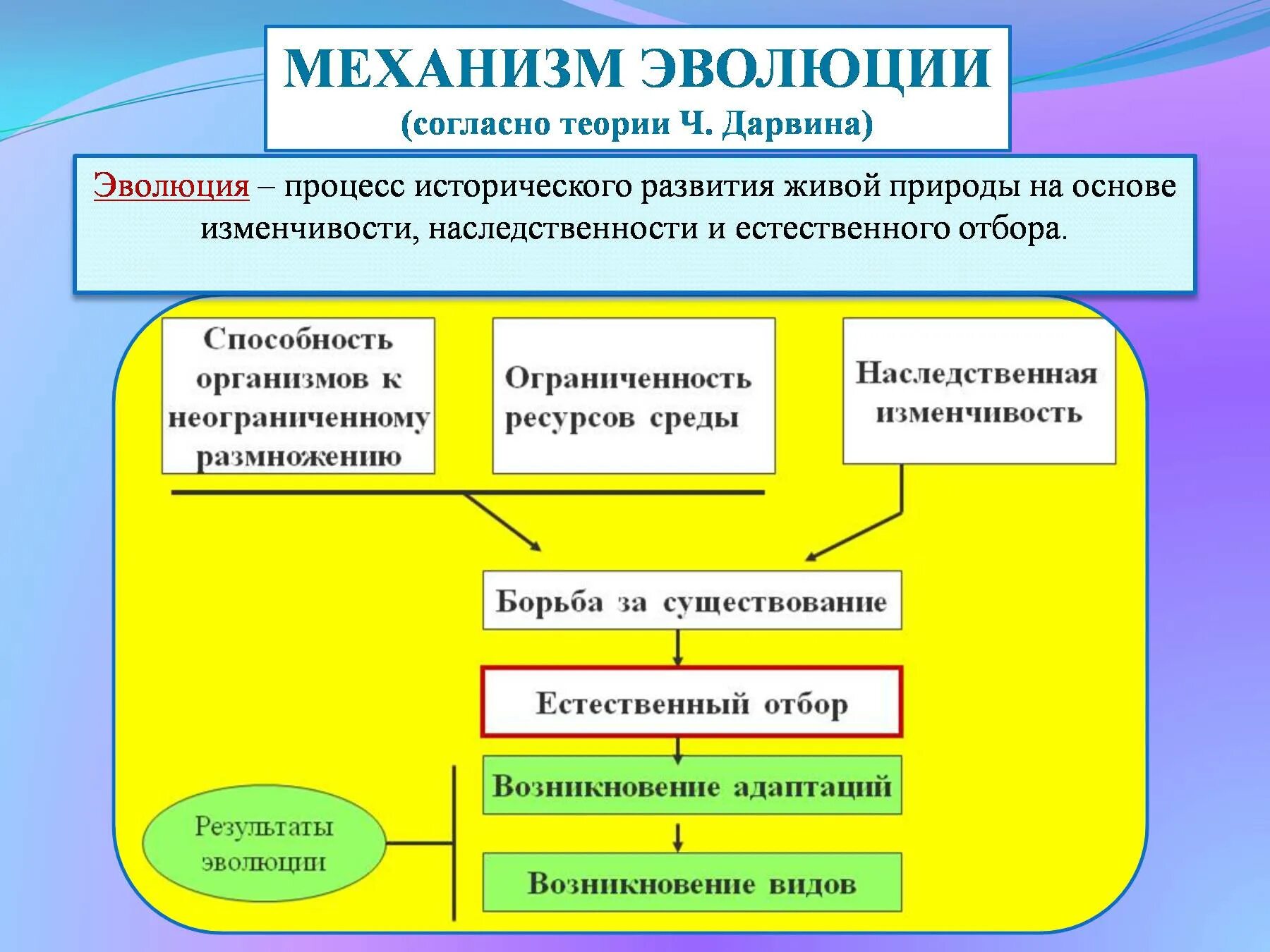 Таблица теории дарвина. Механизм действия естественного отбора. Механизмы биологической эволюции. Механизмы эволюционного процесса биология. Механизм эволюции по Дарвину.