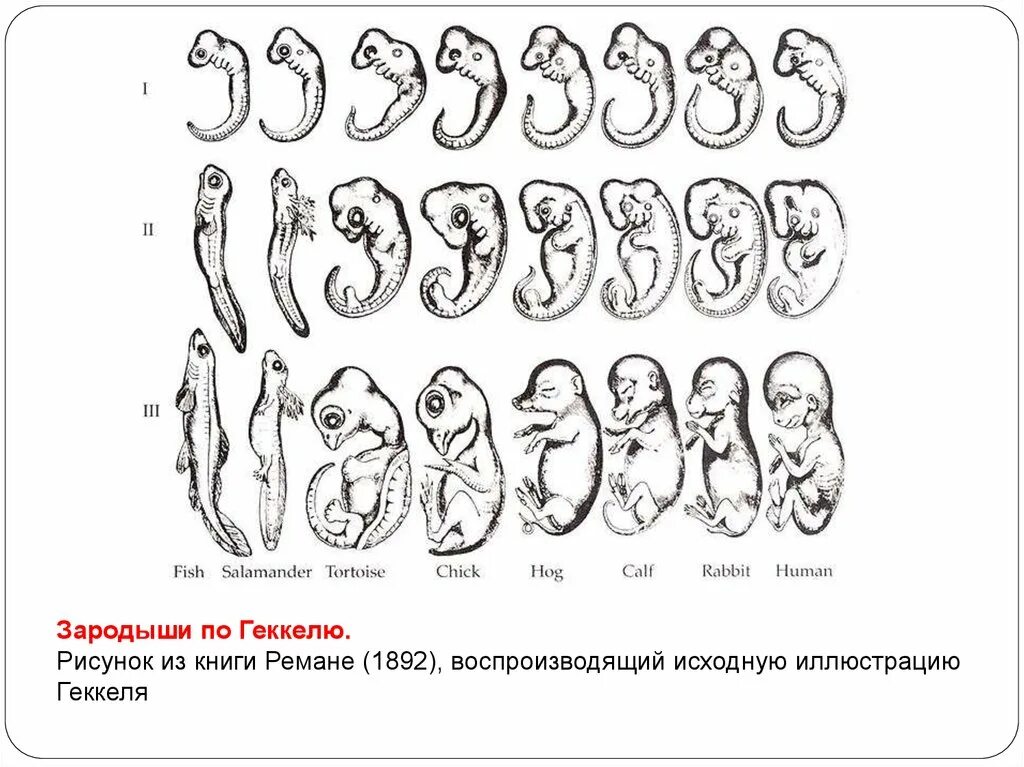 Схема зародышей Геккеля. Геккель рисунки эмбрионов. Эмбрионы Геккеля. Зародыши по Геккелю.