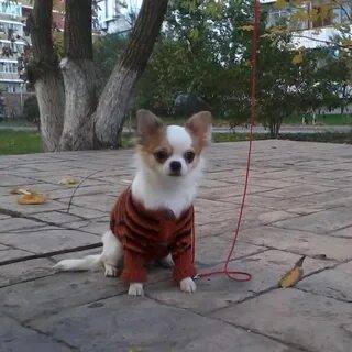 Питомник ростов на дону