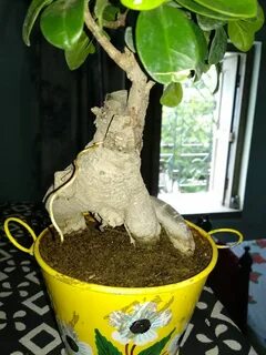 Корни фикуса