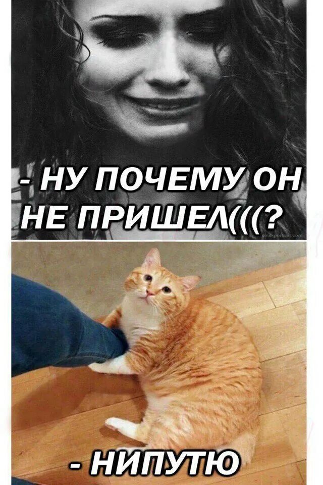 Мем пусти не пущу. Пути не путю мем. отпусти непутю мем. пути нипутю. нипутю кот мем.