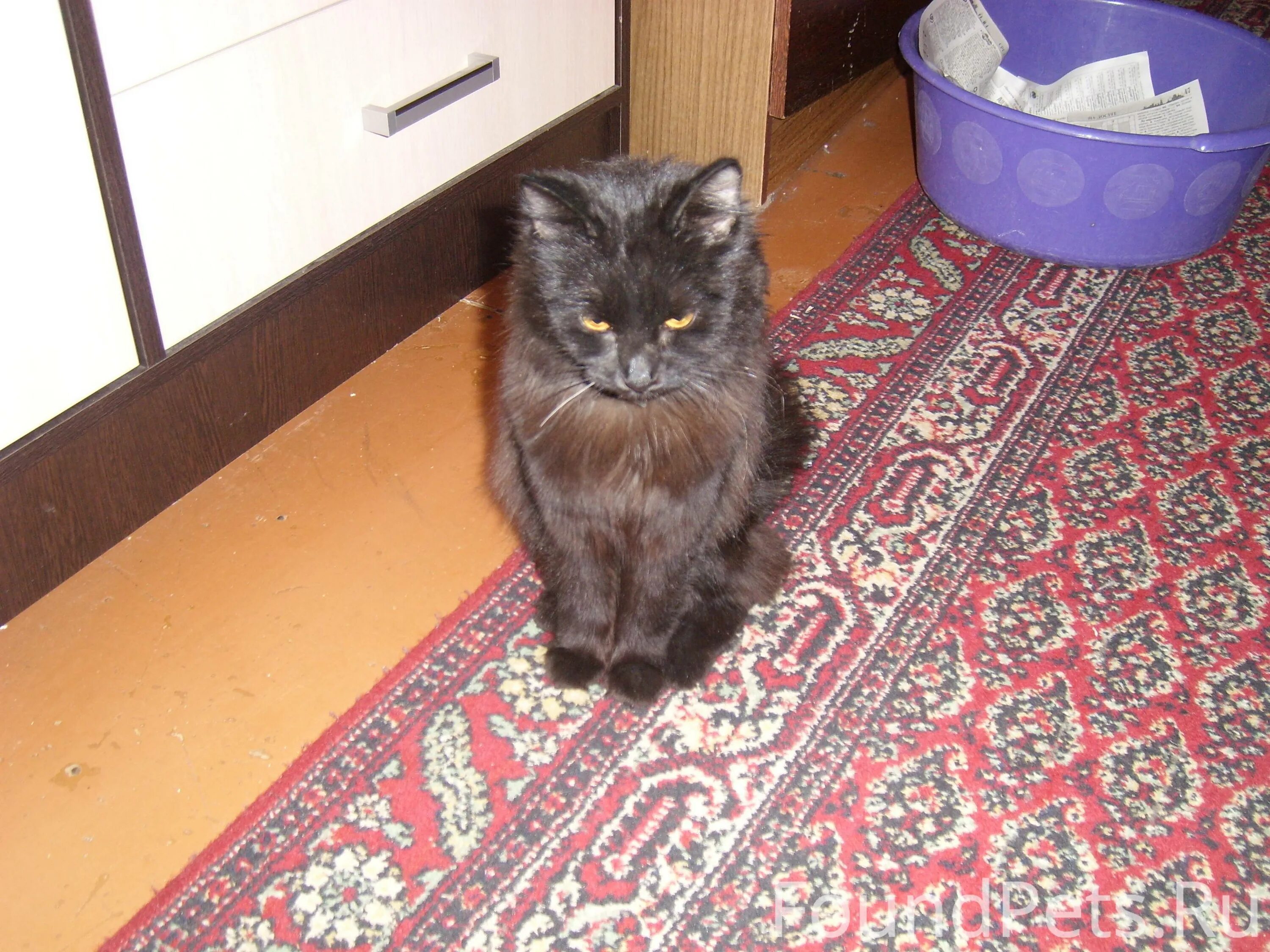 Найден кот Рязань. Найденные кошки в Рязани. Потеряшка Рязань кошки. Черный котенок Рязань 2024. Рязань котенок в добрые