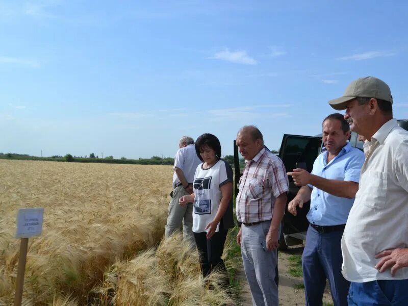 СПК колхоз Иргаклинский Степновского района Ставропольского края. СПК Восток Степновский район. Сельхозуправление Степновский район Ставропольский край. Богдановка Ставропольский край.