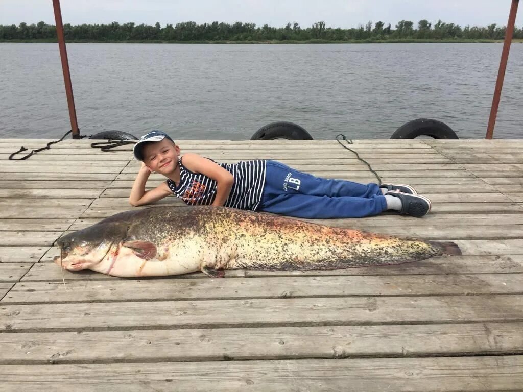 Рыбалка на сома на Волге. Сом рыбалка. Виден сом