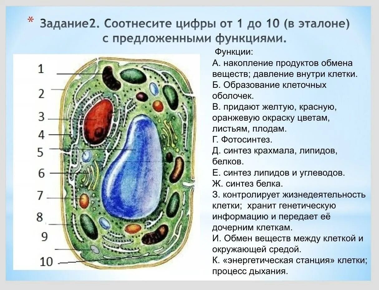 Клетка пояснение. Структура клетки растения биология 6 класс. Клетка строение клетки 5 класс биология. Структура растительной клетки 6 класс биология. Состав растительной клетки 5 класс биология.