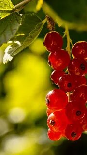 Красная смородина на телефон