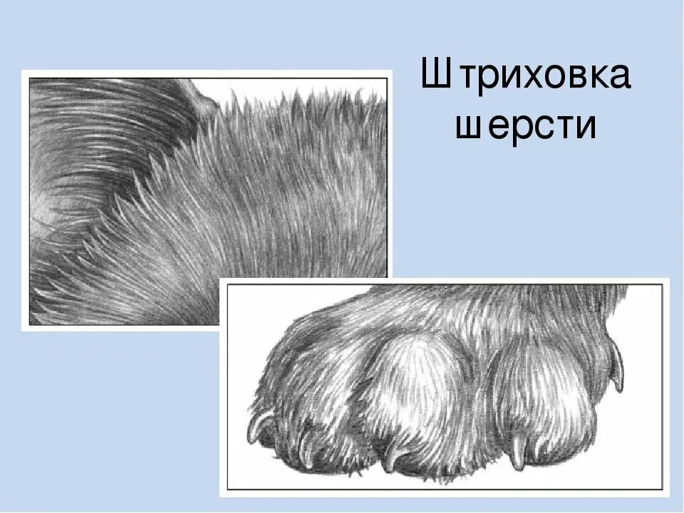 Шерсть карандашом. Зарисовки шерсти животных. Штриховка шерсти. Штриховка шерсти животных.