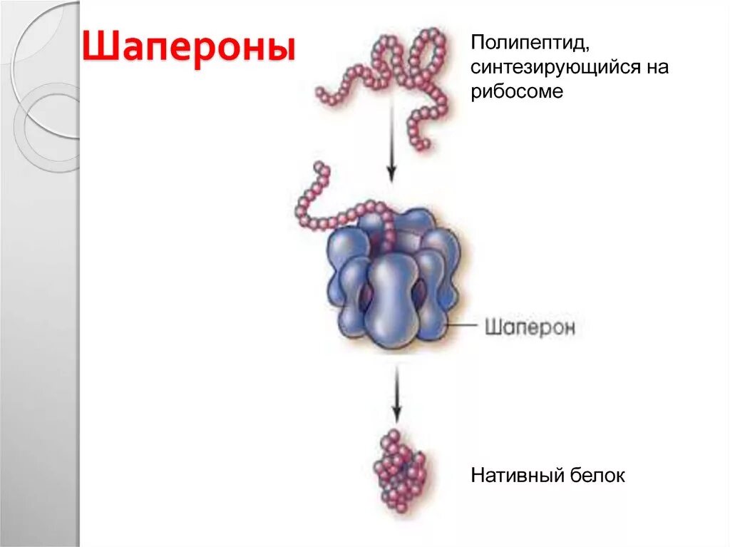 Фолдинг белка шапероны. Шапероны биохимия. Шапероны биохимия строение. Белки шапероны участвуют в процессе.