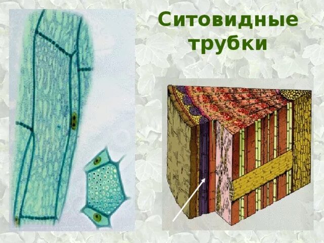 Проводящая ткань растений ситовидные трубки. Ситовидные трубки флоэмы растений. Ситовидная трубка у растений 6 класс. Ситовидные клетки флоэмы. Клетки спутницы флоэмы