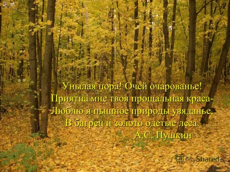 унылая пора их очарования