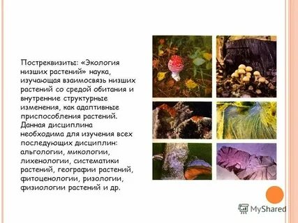 Перечислите растения высшего и низшего