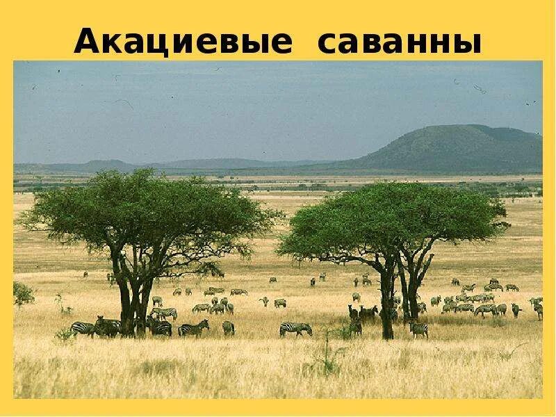 Африка растения баобаб акация. Сафари в африке. Саванна это в географии. Африканская саванна уровень организации. Саванны презентация.