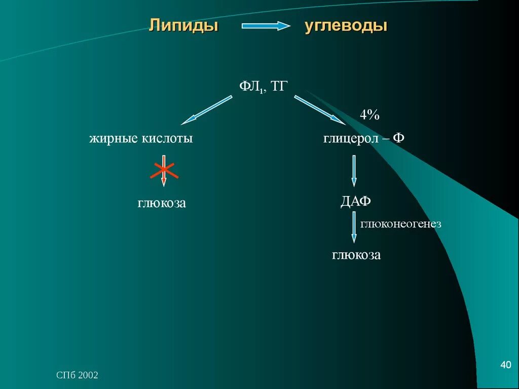 Углеводы липиды строение. Характеристика углеводов и липидов. Углеводы и липиды. Углеводы и липиды их функции. Строение и функции углеводов и липидов.