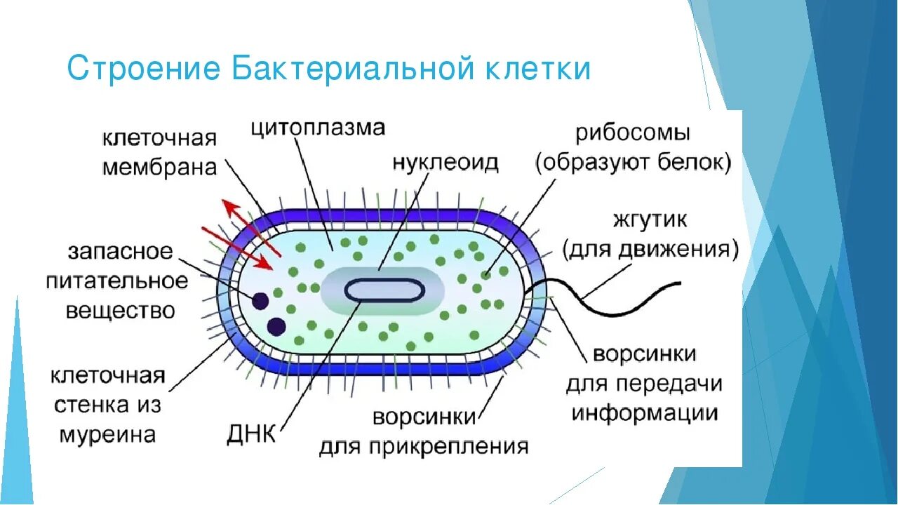 Какие особенности строения бактериальной клетки