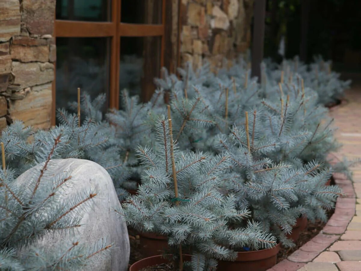 Ель колючая blue. Ель колючая Блю Маунтин. Ель Блю Даймонд. Блу Даймонд голубая ель. Ель колючая Маджестик Блю.