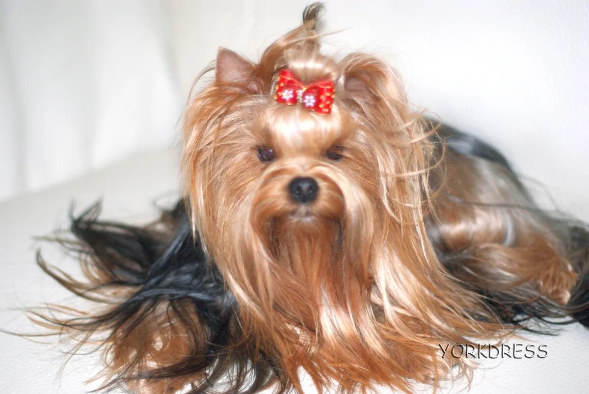 йоркширский терьер мию. терьер йоркширский малошерстный. заводчица йоркширских терьеров елена горская. йоркширский терьер хабаровск. терьер которой 2 месяца.