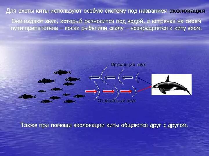 Эхолокация позволяет выбери верный вариант. Эхолокация. эхолокация китообразных. эхолокация у касаток. эхолокация китов.