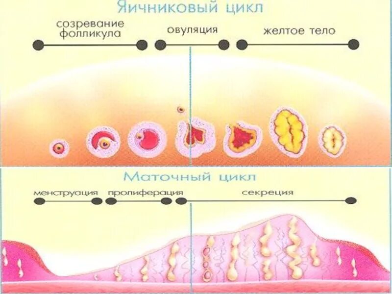 Овуляция поведение девушки