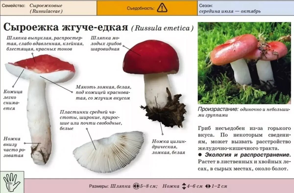 Как готовить сыроежки грибы. Сыроежка гриб ложный и съедобный. гриб ядовитый двойник сыроежки. сыроежка несъедобные грибы. сыроежка гриб ложный.