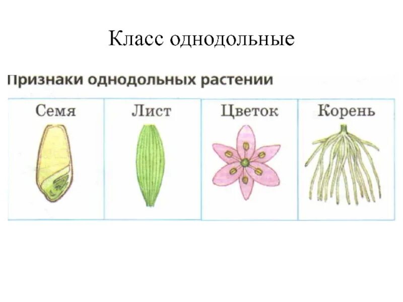 Цветок однодольных растений